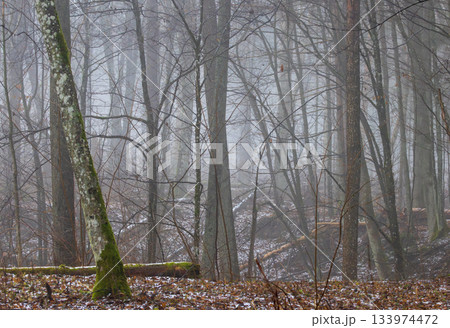 Misty primeval forest in late autumn 133974472