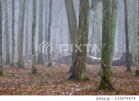 Misty primeval forest in late autumn 133974474