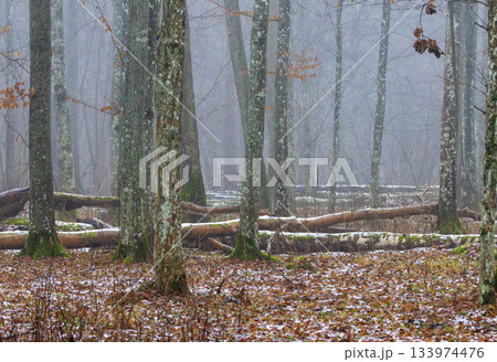 Misty primeval forest in late autumn 133974476