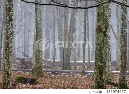 Misty primeval forest in late autumn 133974477