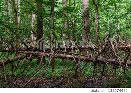 Springtime deciduous stand with old trees 133974482