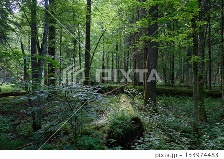 Springtime deciduous stand with old trees 133974483