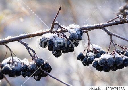 Frosty aronia berries against soft winter light 133974488