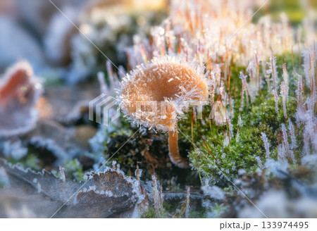 A miniature mushroom covered with sharp frost crystals, growing on green moss. Close-up macro shot. Early winter or late autumn 133974495