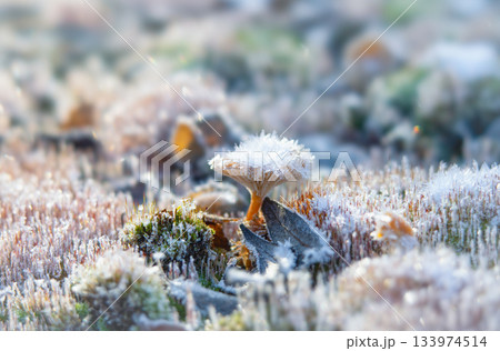 Delicate frost crystals on a tiny mushroom in a mossy forest Delicate frost crystals on a tiny mushroom in a mossy forest 133974514