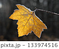 Frost-covered autumn leaf against a dark forest background Frost-covered autumn leaf against a dark forest background 133974516