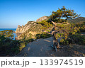 Natural landscape with junipers and rocky shoreline in Novy Svet Natural landscape with junipers and rocky shoreline in Novy Svet 133974519