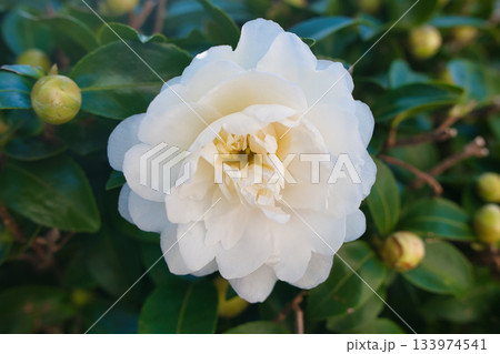 白いサザンカの花 133974541