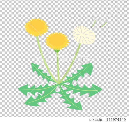 蒲公英花和絨毛插圖 133974549