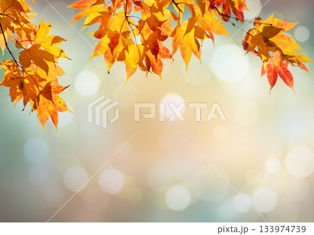 Autumn maple leaves border with golden bokeh background 133974739
