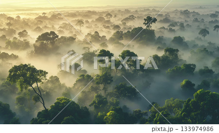 夕日の霧がある森の遠景、アニメ風 133974986
