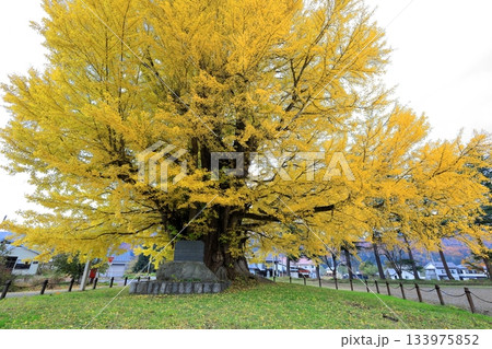 黄葉する南会津町 古町の大イチョウ／福島県南会津郡 133975852