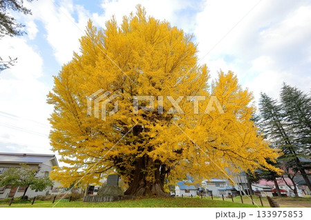 黄葉する南会津町 古町の大イチョウ／福島県南会津郡 133975853