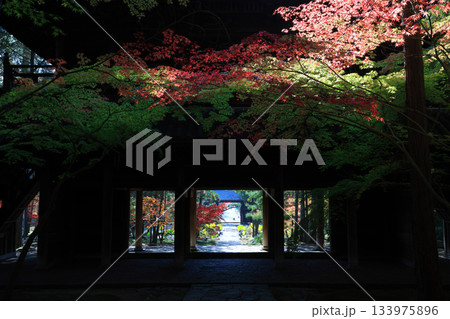 紅葉7109 紅葉7109 133975896