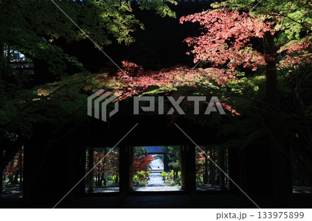 紅葉7182 紅葉7182 133975899