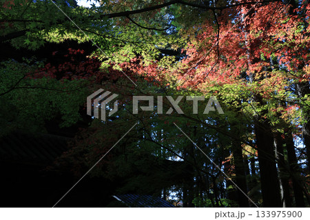 紅葉7184 133975900