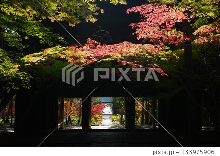 紅葉3671 紅葉3671 133975906