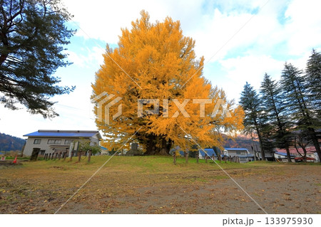 黄葉する南会津町 古町の大イチョウ/福島県南会津郡 黄葉する南会津町 古町の大イチョウ/福島県南会津郡 133975930