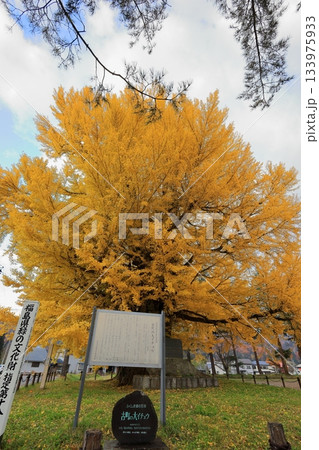 黄葉する南会津町 古町の大イチョウ／福島県南会津郡 133975933