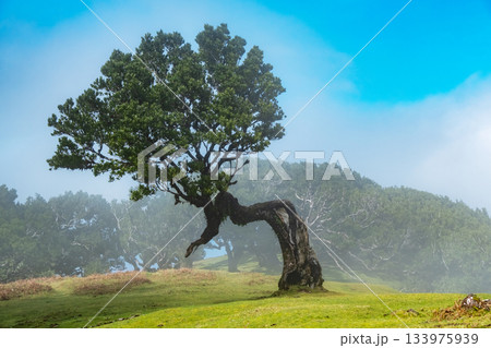 Explore the mystical landscapes of Fanal, Madeira, showcasing the ancient laurel forest. Dense trees envelop the area, creating a serene and timeless natural wonder 133975939