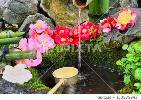 京都 大豊神社 美しい椿の手水(京都府京都市左京区) 京都 大豊神社 美しい椿の手水(京都府京都市左京区) 133975943