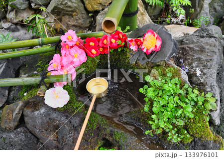 京都　大豊神社　 美しい椿の手水（京都府京都市左京区） 133976101