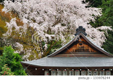 京都 大豊神社 美しい桜(京都府京都市左京区) 京都 大豊神社 美しい桜(京都府京都市左京区) 133976244