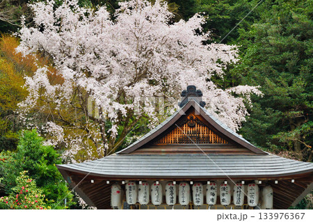 京都 大豊神社 美しい桜(京都府京都市左京区) 京都 大豊神社 美しい桜(京都府京都市左京区) 133976367