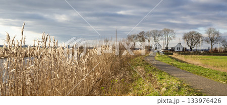 Rural Dutch landscape at Eemnes Sluice in Eempolder with reeds and a cycle path along Buitenvaart canal 133976426