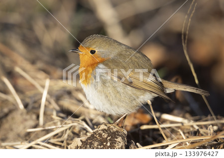 European robin stands on the ground among dry grass in a natural setting during the day in Europe 133976427