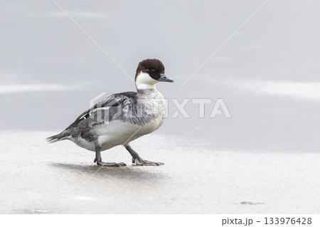 Female smew walking on frozen lake in Arkemheenpolder, Netherlands during winter season Female smew walking on frozen lake in Arkemheenpolder, Netherlands during winter season 133976428