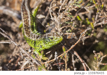 Male sand lizard observed in Ermelosche heide located in Ermelo, the Netherlands during a sunny day in spring 133976435