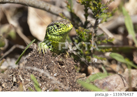 Male sand lizard observed at Ermelosche heide in Ermelo, Netherlands during spring season Male sand lizard observed at Ermelosche heide in Ermelo, Netherlands during spring season 133976437