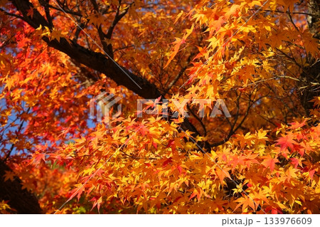 色鮮やかな紅葉 133976609