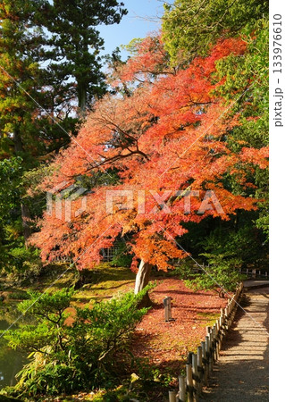 色づく紅葉 133976610