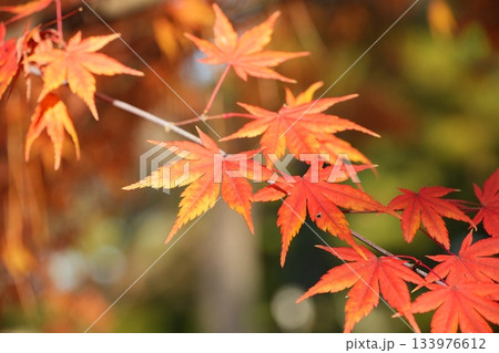 鮮やかな色づく紅葉 133976612
