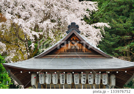 京都 大豊神社 美しい桜(京都府京都市左京区) 京都 大豊神社 美しい桜(京都府京都市左京区) 133976752