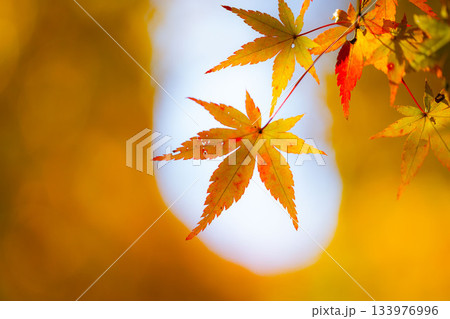 鮮やかな紅葉 133976996