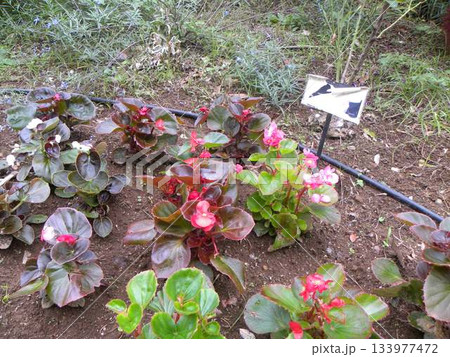 インパチェンス赤色桃色白色の花 133977472