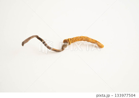 Cordyceps sinensis or Ophiocordyceps sinensis isolated on white background, mushroom herb treatment medicine. 133977504