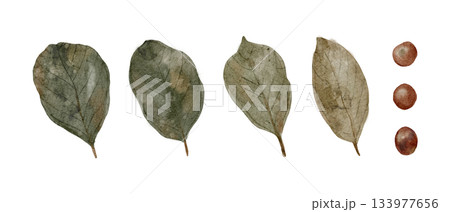 elegant botanical design in muted tones, softly painted natural elements suitable for various designs 133977656