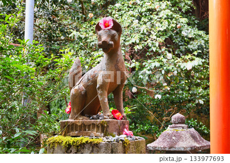 京都　大豊神社　 狛きつねと美しい椿（京都府京都市左京区） 133977693