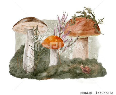 fungi and foliage watercolor illustration, oilfree watercolor of forest mushrooms and moss 133977818