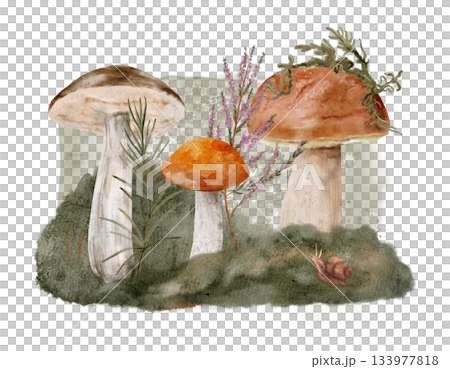 fungi and foliage watercolor illustration, oilfree watercolor of forest mushrooms and moss 133977818