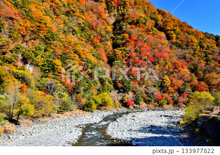 中之島橋／早川より下流方向を望む(山梨県早川町)【2025.11】 133977822