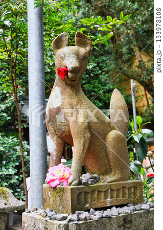 京都　大豊神社　 狛きつねと美しい椿（京都府京都市左京区） 133978108