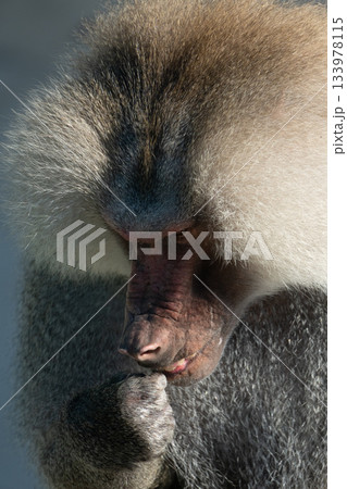 Baboon Portrait Zoo Animal Closeup. A hamadryas baboon stares intensely at the camera, its long, gray fur and prominent snout visible. Baboon Portrait Zoo Animal Closeup. A hamadryas baboon stares intensely at the camera, its long, gray fur and prominent snout visible. 133978115