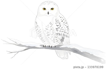 枝に止まるシロフクロウの水彩風イラスト 133978199