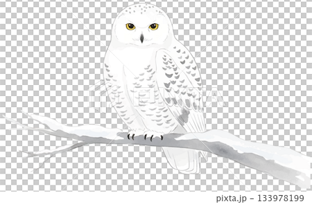 枝に止まるシロフクロウの水彩風イラスト 133978199