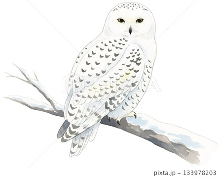 枝に止まるシロフクロウの水彩風イラスト 133978203